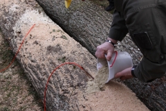 sprengtag-obersterreich-2014_24606885430_o